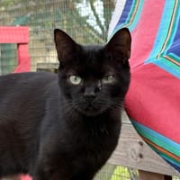 PHOENYX, chat à adopter
