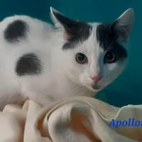 Apollon, chat à adopter