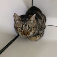 Dumbledor, chat à adopter