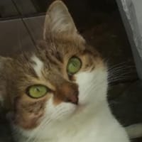 ZOE PAB27979, chatte à adopter
