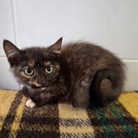 Odette, chatte à adopter