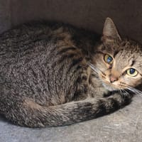 DHALSIM, chatte à adopter