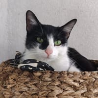 LINDA, chatte à adopter