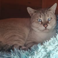 KOUPFIL, chat à adopter