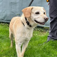 MACDO, chien à adopter