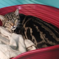 WINKY, chatte à adopter