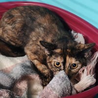 LALA, chatte à adopter