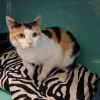 Princesse, chatte à adopter