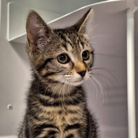 Chipie réservée, chatte à adopter