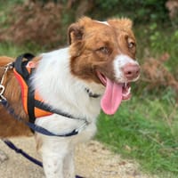 ZACK, chien à adopter