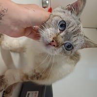 Kreuger, chat à adopter