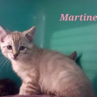 Martine, chatte à adopter