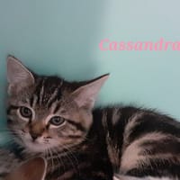 Cassandra, chatte à adopter