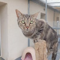 HONNY, chatte à adopter