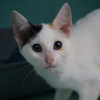 WOO HAB17394, chatte à adopter