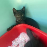 REGLISSE, chat à adopter