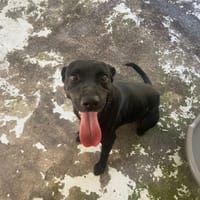 JACKPOT, chien à adopter