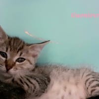 Guenièvre, chatte à adopter