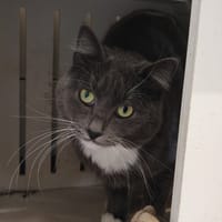 MAYO, chatte à adopter