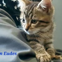 Jean eudes, chat à adopter