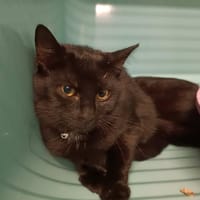 Bellatrix, chatte à adopter