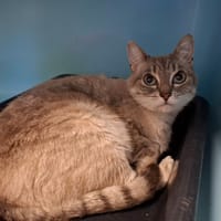 Prada, chatte à adopter