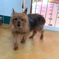 Prince, chien à adopter