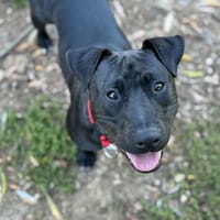 PIMOUSSE OAA19732, chien à adopter
