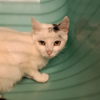 Luna, chatte à adopter