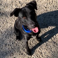 Calvin, chien à adopter