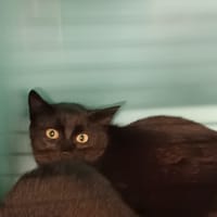Rémus, chat à adopter