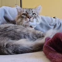 MARCEL, chat à adopter