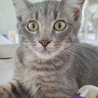 Aslan, chat à adopter