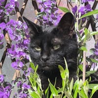 pia pab27980, chatte à adopter