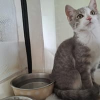 Aîko, chat à adopter