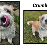 CRUMBLE, chien à adopter