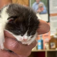 KAPPA, chatte à adopter
