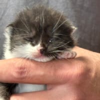 APPLE, chatte à adopter