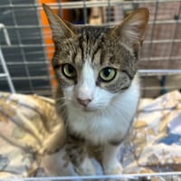TETRIS, chat à adopter