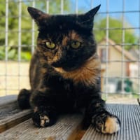 RAYGIRL, chatte à adopter