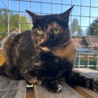 RAYGIRL (Réservée), chatte à adopter
