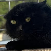 MONCHERI, chat à adopter