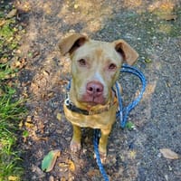 BELLA PAA22943, chienne à adopter