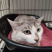 HOBBIT QCT (réservée), chatte à adopter