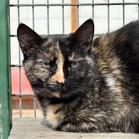 HAVANA, chatte à adopter
