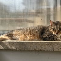 PANTOUFLE, chat à adopter