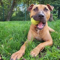 BUCK PAA22723, chien à adopter