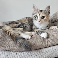 BELLA*, chatte à adopter