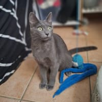 INA, chatte à adopter