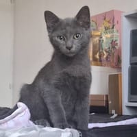 MEO, chat à adopter